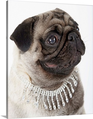 Pug Wearing Pearl Necklace