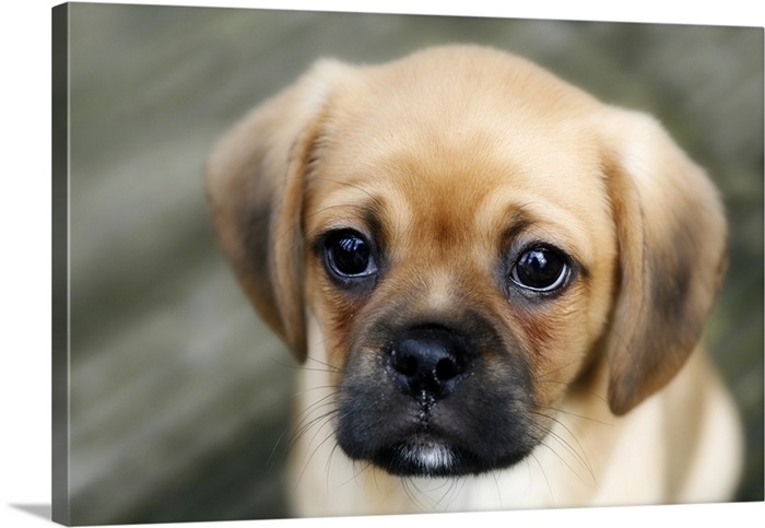 How Much Is A Pugalier Puppy