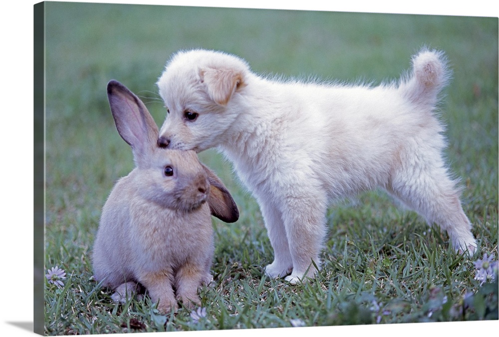 Puppy and Lop Ear Rabbit on lawn