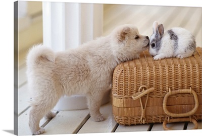 Puppy and rabbit