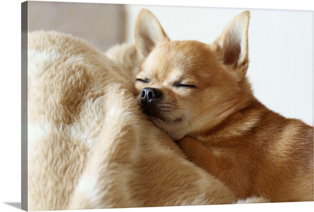 Puppy Chihuahua sleeping