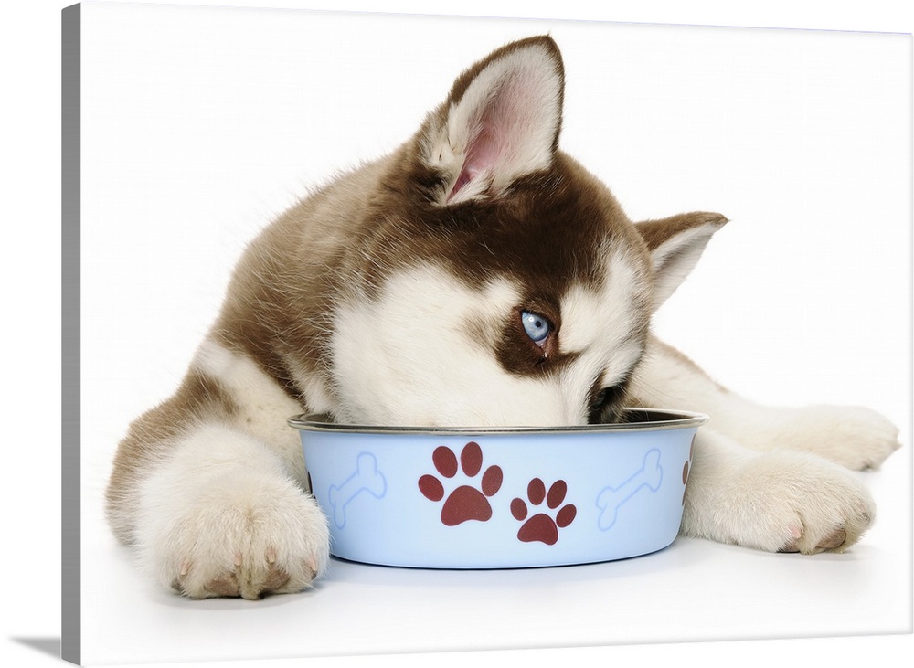 Happy Holiday Christmas cute Brown and White Siberian Husky Puppy laying down and eating out of his blue food dish with br...