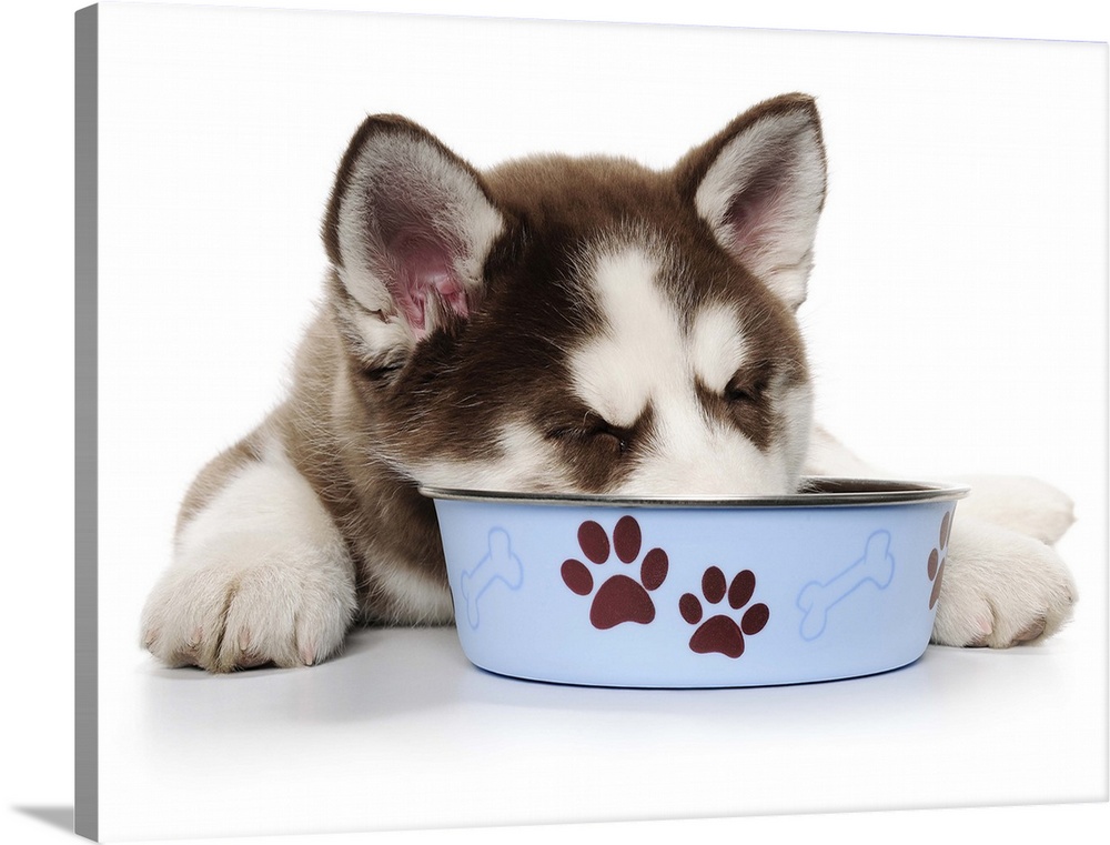 Happy Holiday Christmas Brown and White Siberian Husky cute Puppy laying down and sleeping with his head in  his blue food...