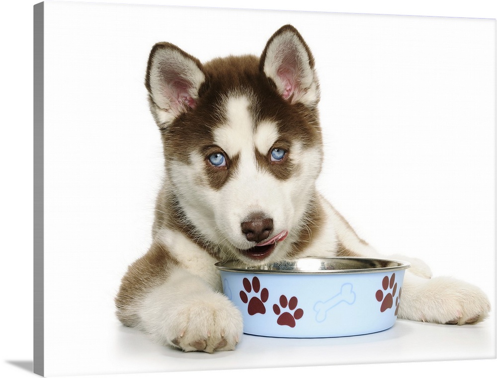Happy Holiday Christmas cute Brown and White Siberian Husky Puppy laying down and eating out of his blue food dish with br...