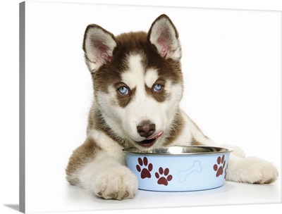 Puppy Husky eating from the bowl