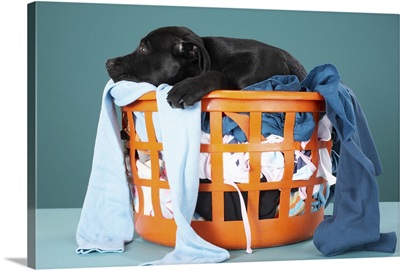 Puppy lying in laundry basket