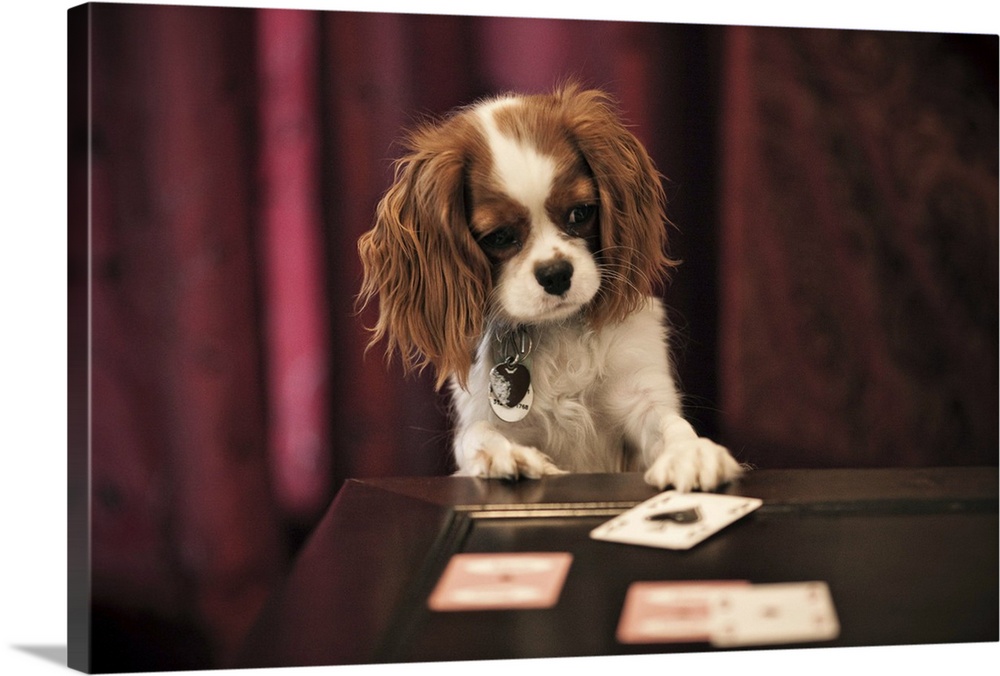 Puppy plays with cards on coffee table.