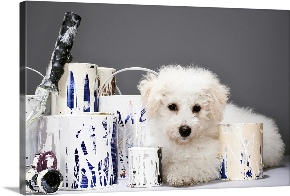 Puppy sitting amongst paint tins
