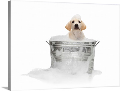 Puppy Taking Bath