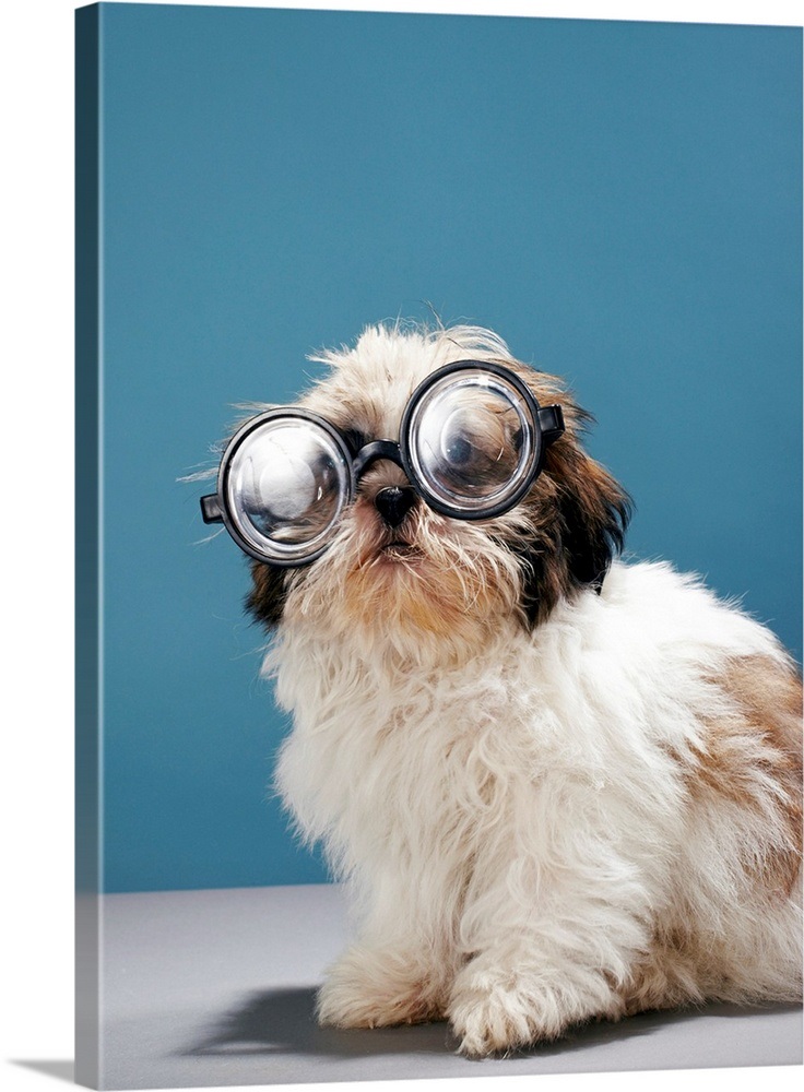 Puppy wearing thick glasses Wall Art, Canvas Prints, Framed Prints