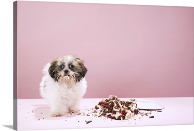 Puppy with cake on floor