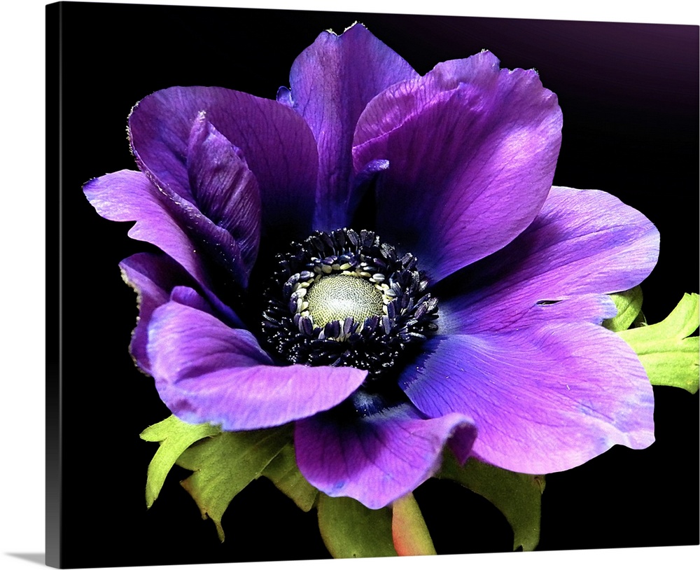 Close up floral photo of a purple Anemone flower in full bloom on a solid background.