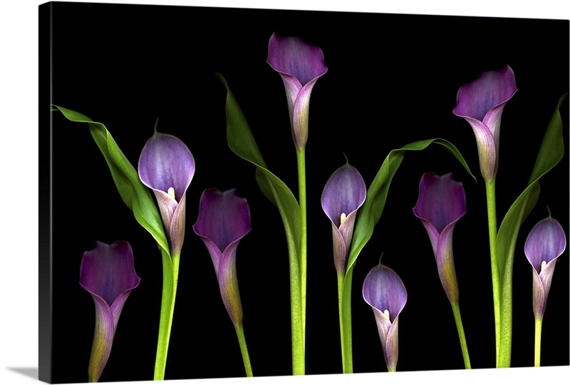 Purple calla lilies on black background. Wall Art, Canvas Prints