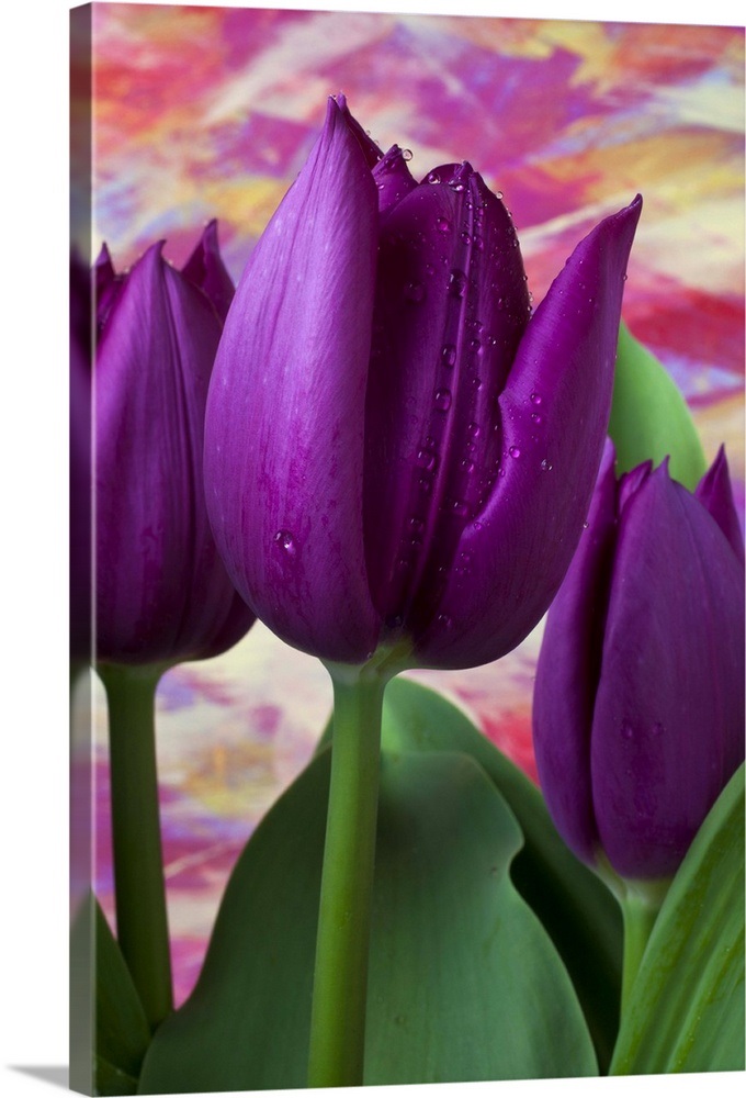 Purple tulips Wall Art, Canvas Prints, Framed Prints, Wall Peels