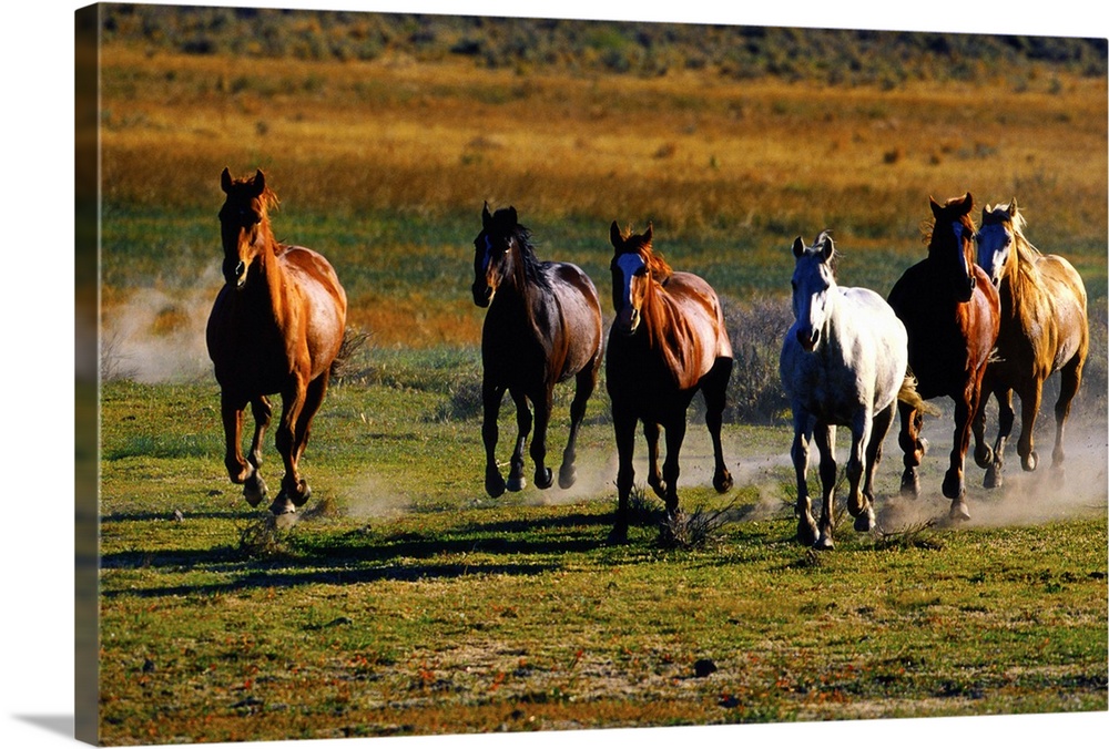 Quarter-horses (Equus caballus) running