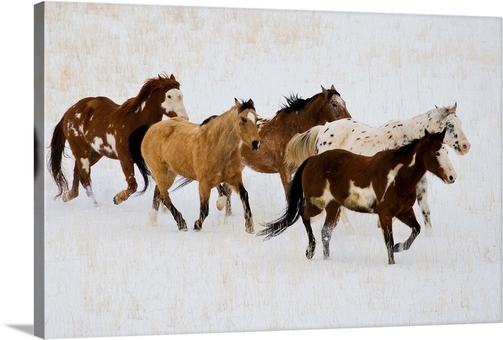 Quarter Horses running wintertime Hide Out Ranch Shell Wyoming