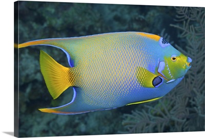 Queen Angelfish (Holacanthus ciliaris) swimming over a tropical coral reef.
