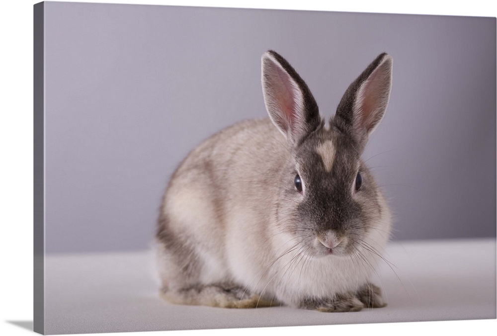 rabbit,simple background,animal,white table,