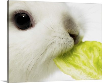 Rabbit nibbling lettuce leaf, close-up