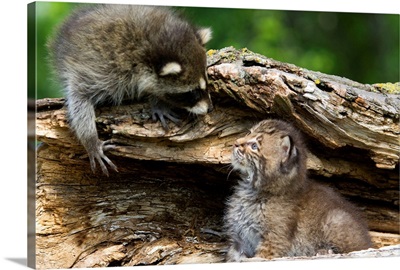 Raccoon looking at bobcat cub in log