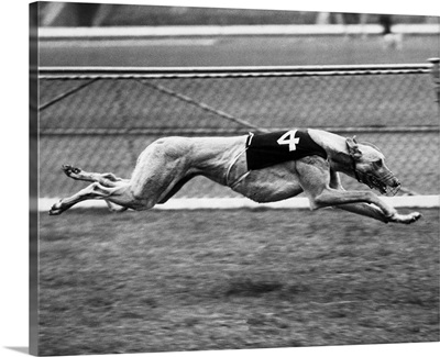 Racing Greyhound Wild Wolf