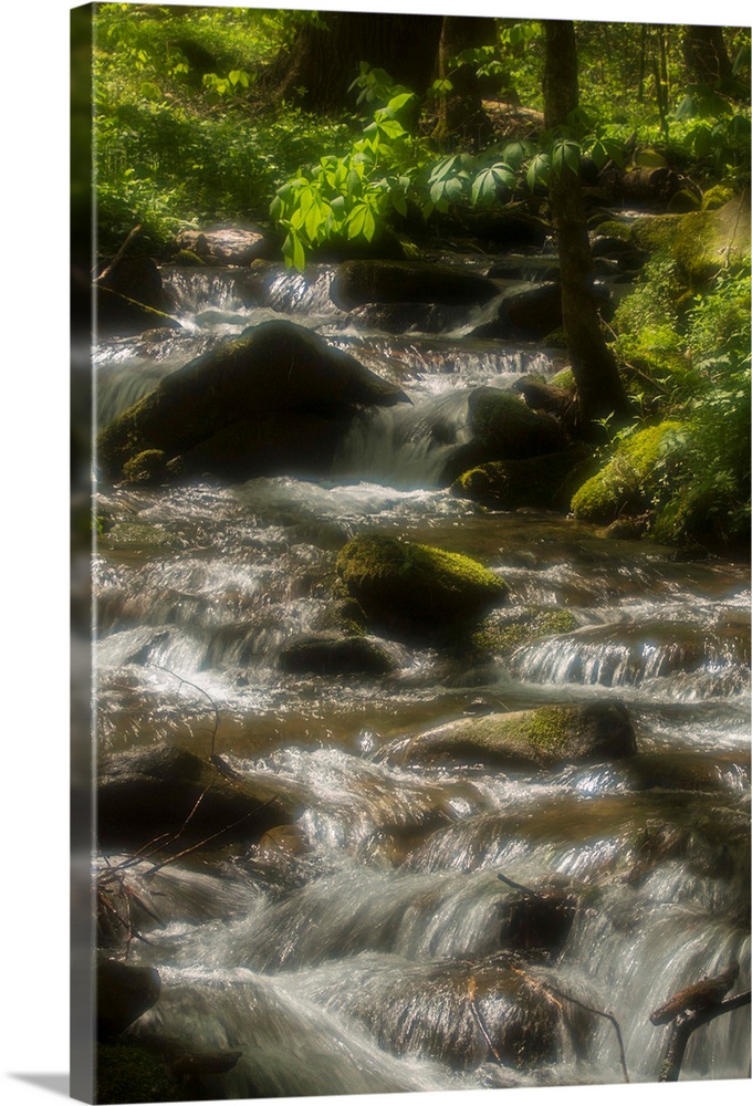 Radiant water, Great Smoky Mountains, in spring.
