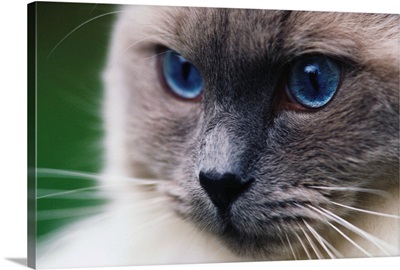 Ragdoll Cat With Bright Blue Eyes