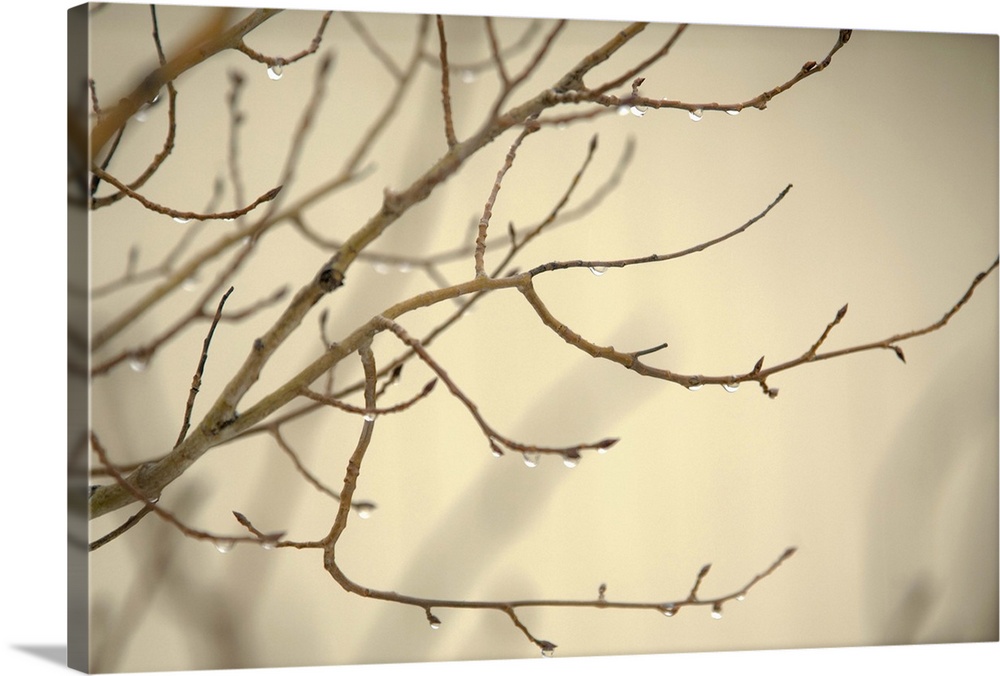 Rain Drops on Tree Branches