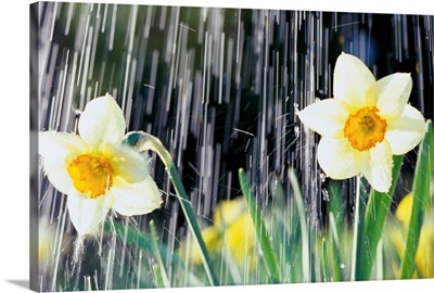 Rain Falling On Daffodils