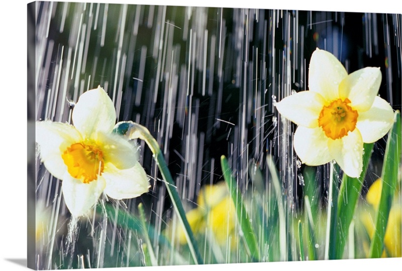 Rain Falling On Daffodils Great Big Canvas