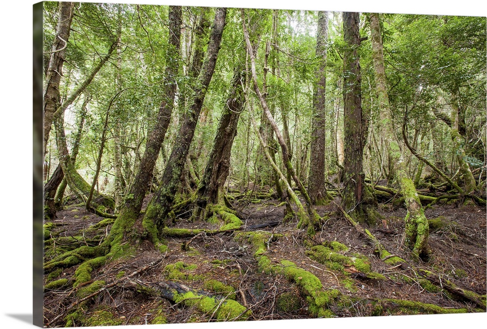 Rain forest. Cradle Mountain. Tasmania. Australia.