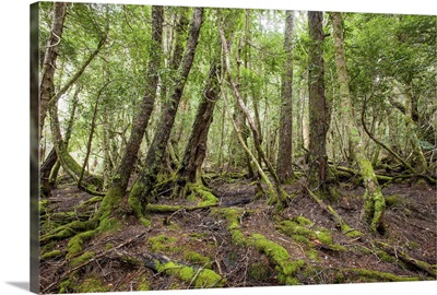 Rain forest, Tasmania, Australia