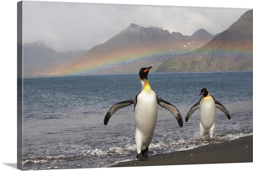 Rainbow behind two King Penguins (Aptenodytes patagonicus) on the shoreline at a massive rookery at Saint Andrews Bay, Sou...