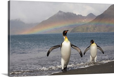 Rainbow And King Penguins On South Georgia Island