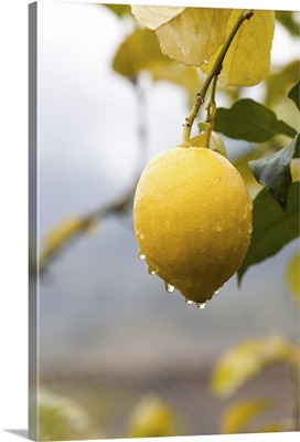 Raindrops dripping from lemons on tree in valley of Soller, Mallorca, Spain.