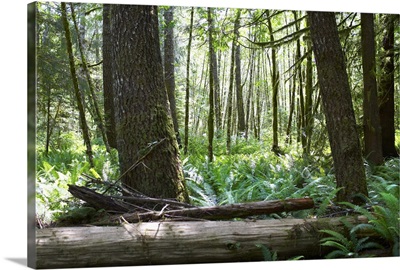 Rainforest, British Columbia, Canada