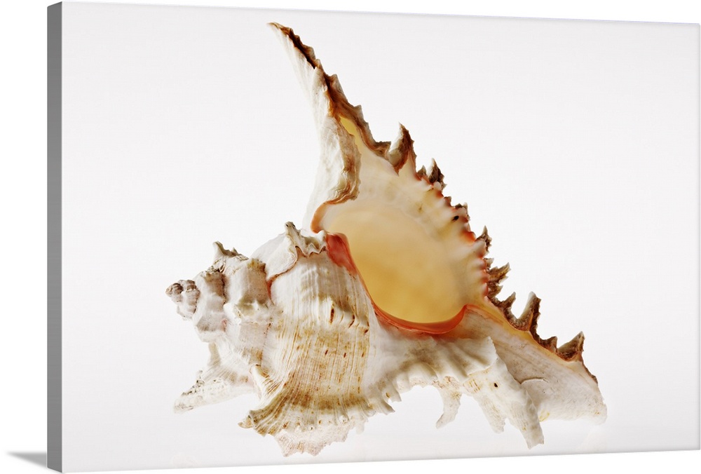 Ramose Murex (Chicoreus ramosus) shell against white background. Indo-West Pacific, Red Sea.