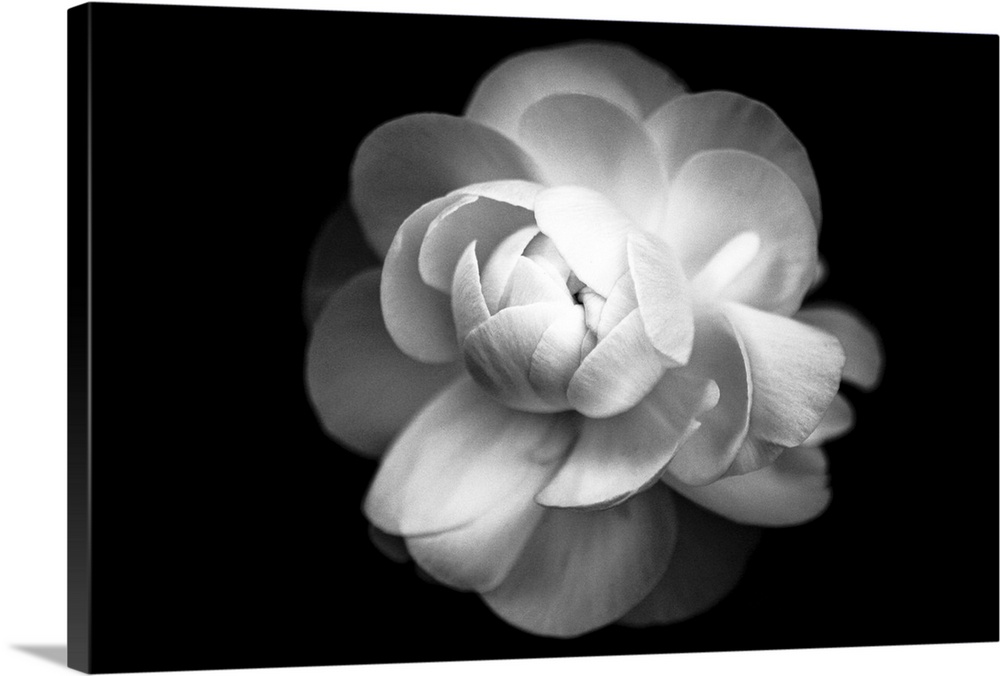 Ranunculus flower in black and white.