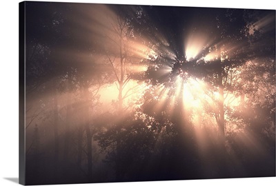 Rays of sun in forest