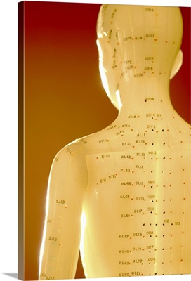 Rear view of acupuncture model