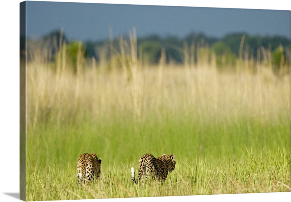 Rear view of Leopard (Panthera pardus) and cub walking into the reeds. Okavango Delta, Botswana.