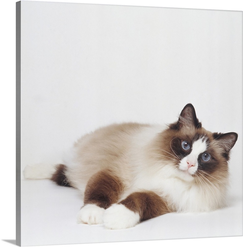 Reclining Cat Wall Art, Canvas Prints, Framed Prints, Wall Peels ...