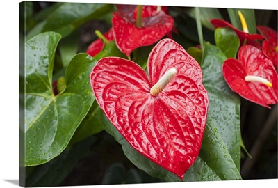 Red Anthurium Tropical Plant