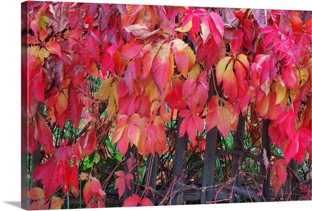 Red autumn leaves of Virginia creeper (Parthenocissus inserta) at fence. Saxon Switzerland, Saxony, Germany.