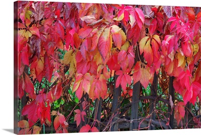 Red autumn leaves of Virginia creeper