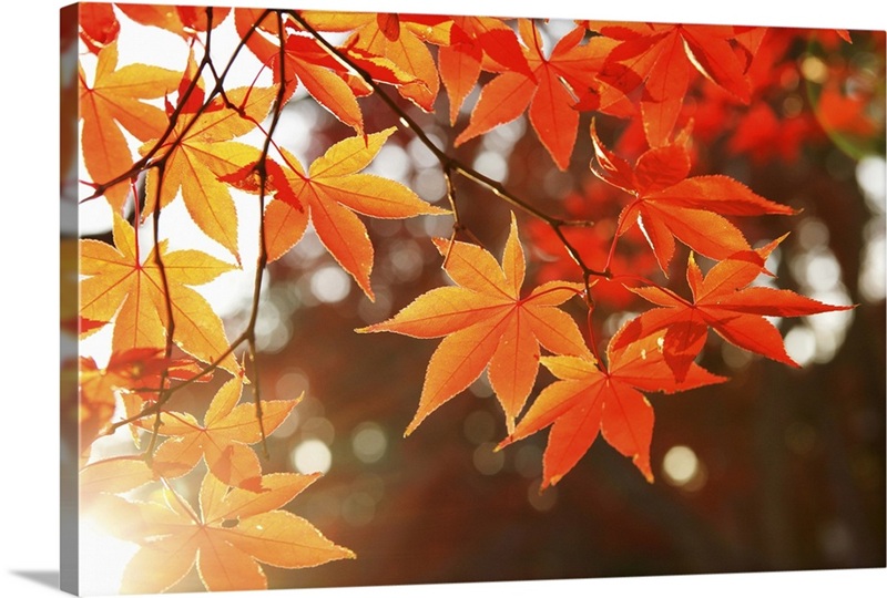 Red Autumn Maple leaves | Great Big Canvas