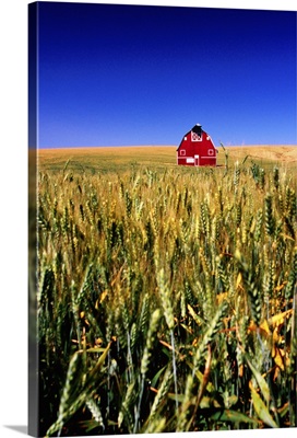 Red barn in wheat field
