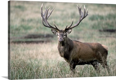 Red Deer