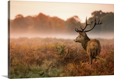 Red Deer Stag In Misty Morning