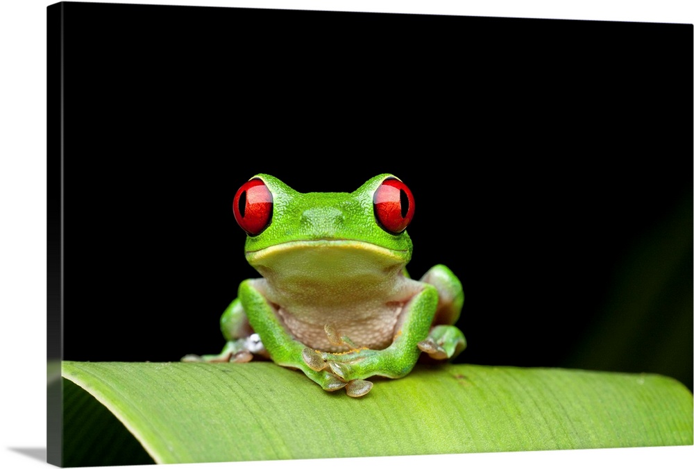 Costa Rica, Carate, Red-eyed Tree Frog (Agalychnis callidryas) resting on leaf in Osa Peninsula at night along Pacific coa...
